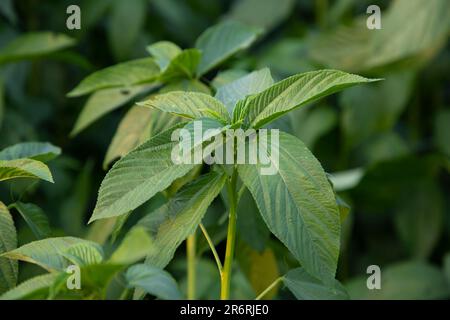 Natürliche grüne Jute hinterlässt Nahaufnahmen auf dem Feld von Bangladesch Stockfoto