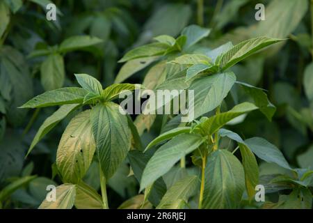 Natürliche grüne Jute hinterlässt Nahaufnahmen auf dem Feld von Bangladesch Stockfoto