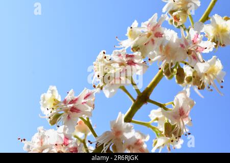 Blühender Ast des Rosskastanienbaums Aesculus hippocastanum und blauer Himmelshintergrund Stockfoto