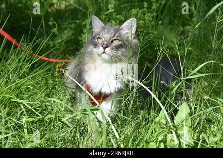 Graue reinrassibirische Katze auf einer Schnur im Freien auf einem Grasfeld Stockfoto