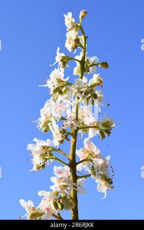 Blühender Ast des Rosskastanienbaums Aesculus hippocastanum und blauer Himmelshintergrund Stockfoto