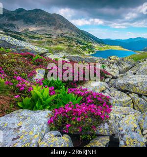 Atemberaubender alpiner Gletschersee und malerische Berglandschaft. Blühende bunte rosa Rhododendron-Blumen auf den Felsen, Retezat-Nationalpark, Karpfen Stockfoto