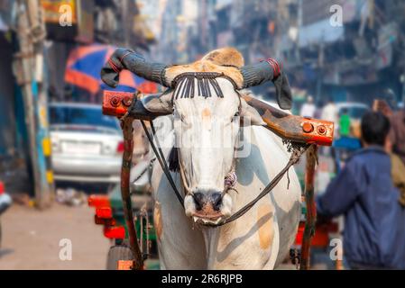 Ochsenwagen Transport am frühen Morgen in Old Delhi, Indien Stockfoto