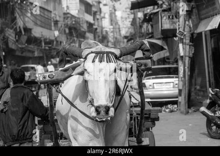 Ochsenwagen Transport am frühen Morgen in Old Delhi, Indien Stockfoto