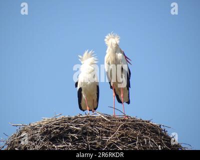 Nahaufnahme von zwei Störchen von hinten, hoch oben auf einem großen Nest vor einem blauen Himmel Stockfoto