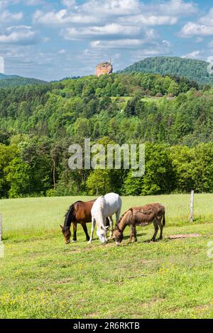 Zwei Pferde und ein Maultier grasen in der Sonne auf einer Wiese im Gimbelhof vor den Wasgau-Bergen und den Ruinen von Schloss Fleckenstein, Elsass, Frankreich Stockfoto