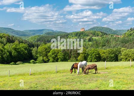 Zwei Pferde und ein Maultier grasen in der Sonne auf einer Wiese im Gimbelhof vor den Wasgau-Bergen und den Ruinen von Schloss Fleckenstein, Elsass, Frankreich Stockfoto