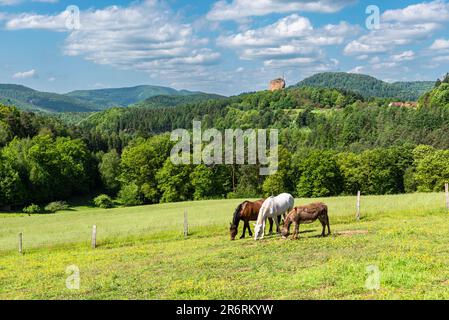 Zwei Pferde und ein Maultier grasen in der Sonne auf einer Wiese im Gimbelhof vor den Wasgau-Bergen und den Ruinen von Schloss Fleckenstein, Elsass, Frankreich Stockfoto