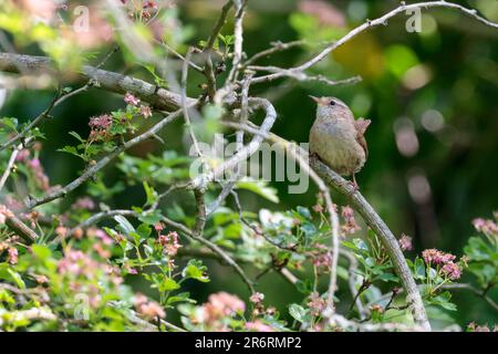 Wren Troglodytes x2, kleiner runder Vogel, kurzer, gespannter, fein gezogener, rötlich-brauner Oberkörper und gebürsteter Unterboden am Ast im Frühsommer Stockfoto