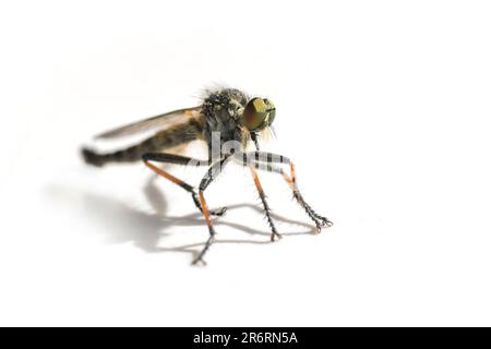 Räuberfliege der Familie Asilidae, wahrscheinlich Pamponerus Germanicus, typische orangefarbene Beinpartien, Raubtier-Insekten, weißer Hintergrund, Detailmakroaufnahme, Stockfoto