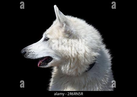Nahaufnahme eines weißen Hundes im Freien in der Sommersonne. Seitenansicht mit deutlichem Überbiss. Stockfoto
