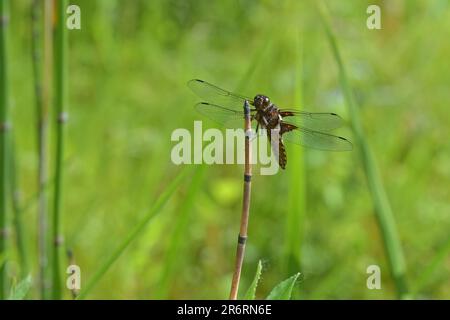 Männliche, breitgewichtige Chaser-Libelle (Libellula depressa), die auf einem trockenen Stiel von Schachtelhalm im Schilf eines Teichs sitzt, grüner Hintergrund, Kopierraum, Stockfoto