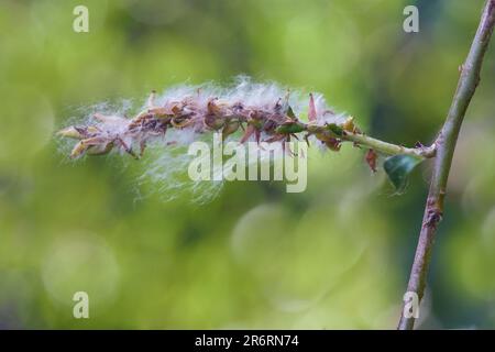 Reife Samen einer weißen Weide (Salix alba), seidige Wollhaare unterstützen den Flug und die Ausbreitung im Wind, grüner Hintergrund, Kopierraum, ausgewählt für Stockfoto