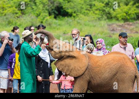 NAIROBI - DEZEMBER 18: Fütterungszeit für Elefantenbabys im Elefantenwaisenhaus in Nairobi, Kenia, mit Touristen im Hintergrund am 18. Dezember 2015 Stockfoto