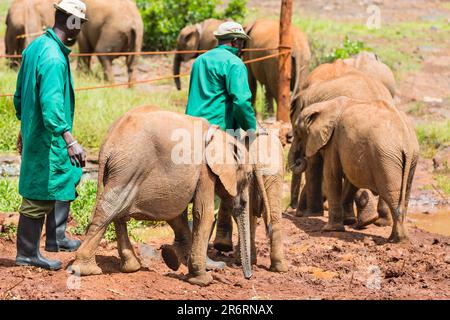 NAIROBI - 18. DEZEMBER: Elefantenbabys im Elefantenwaisenhaus in Nairobi, Kenia, mit ihren Wächtern am 18. Dezember 2015 Stockfoto