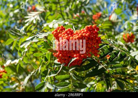 Vogelgruppen wiegen im Wind. An einem klaren, sonnigen Tag verzweigt sich der Rowan-Baum gegen den blauen Himmel. Natur. Ernte von roten und orangen Beeren. Heilpflanze. Bergasche - Europäische Sorbus aucuparia. Stockfoto