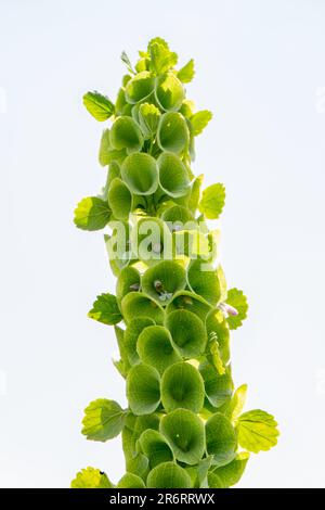 Moluccella laevis oder Gells of Ireland oder Molucca Balmis oder Schalenblüten oder Muschelblüten. Blühende Pflanze im Sonnenlicht. Selektiver Fokus Stockfoto