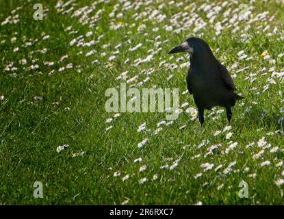 Turm auf der Suche nach Essen inmitten von Gras und Gänseblümchen Stockfoto