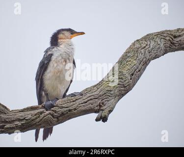 Ein kleiner Rattenkormorant Stockfoto