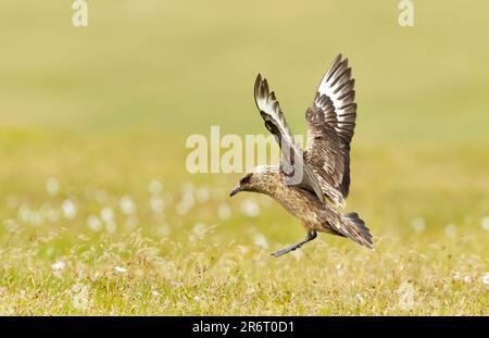 Nahaufnahme eines Großen Skua (Stercorarius skua) im Flug, Noss, Shetland, Großbritannien. Stockfoto