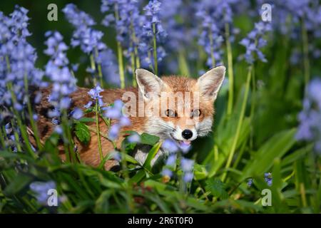 Nahaufnahme eines Rotfuchs (Vulpes vulpes) inmitten der Blauen Glocke im Frühjahr, Großbritannien. Stockfoto