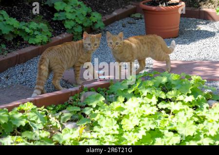 Rote junge felidae im Garten, Hauskatze (Felis silvestris catus), Paar, das die Schweiz küsst Stockfoto