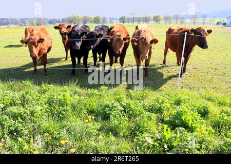 Viehherde auf Weide, Amerbachkreut, Donau-Ries Stockfoto