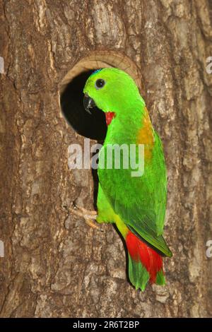 Blaukronen-Hängepapagei (Loriculus galgulus) Blaukronen-Hängepapagei Stockfoto