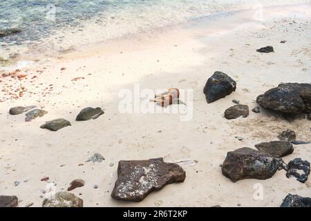 Haushund schläft am Strand mit Stein im tropischen Meer an sonnigen Tagen Stockfoto
