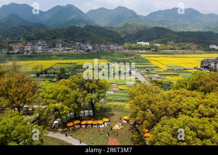 (230611) -- HANGZHOU, 11. Juni 2023 (Xinhua) -- Dieses Luftfoto wurde am 7. April 2023 aufgenommen und zeigt einen Park mit cole-Blumen im Dorf Xiaotongzhou, Bezirk Fuyang der Stadt Hangzhou, Ostchina Provinz Zhejiang. Seit 2003 hat Zhejiang, das im Yangtze-Flussdelta liegt, ein ländliches Programm zur Wiederbelebung des grünen Lebensraums von Dörfern umgesetzt, das im September 2018 mit dem UNEP-Preis „Champions of the Earth“ ausgezeichnet wurde. Seit zwanzig Jahren hat das Programm Tausende von wunderschönen Dörfern geschaffen und das Gesicht des Countr der Provinz grundlegend verändert Stockfoto