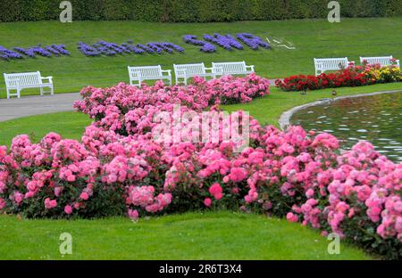 Ludwigsburg: Blühender Barock, rosa Rosen im Garten, Landschaftsarchitektur Stockfoto