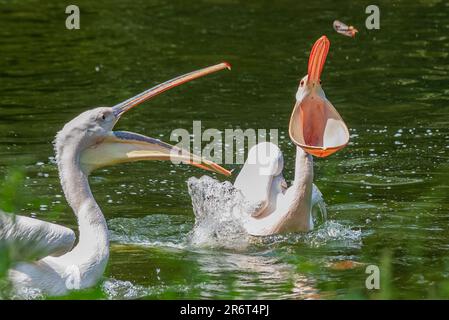 St. James’s Park, Westminster, London, Vereinigtes Königreich. 11. Juni 2023. An einem heißen Tag für die Stadt, die Pelikane im See in St. James's Park wurde mit ihren Fischen vom Parkwärter gefüttert. Klaffende, rechteckige Tasche Stockfoto