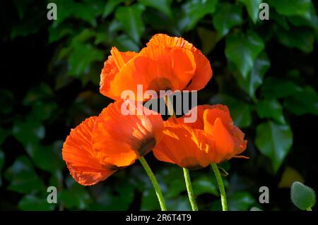 Orientalischer Mohn (Papaver orientale), türkischer Mohn orientalischer Mohn, orientalischer Mohn, Gartenmohn, ganzjähriger Mohn, Feuermohn Stockfoto