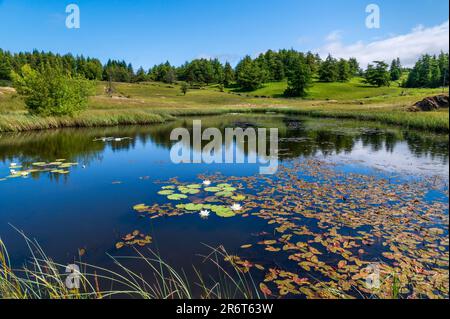 Kleines Reservoir in der Nähe von Wise een Tarn auf Claife Heights, Far Sawrey, Cumbria Stockfoto