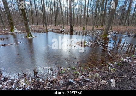 Schmelzendes Eis auf dem Wasser im Wald, Ostpolen Stockfoto