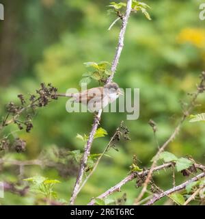 Whitethroat sitzt auf einem Baum im Banbury Country Park, Banbury, Oxfordshire, Großbritannien Stockfoto