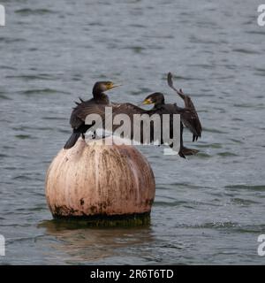 Großer Kormoran, der neben einem anderen Kormoran auf einer Boje im Grimsbury Reservoir, Banbury UK, landet. Stockfoto