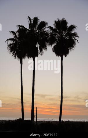 Drei hohe Palmen, die vor einem sandigen Strand stehen, umgeben von einem leuchtenden rosa-orangefarbenen Sonnenuntergang Stockfoto