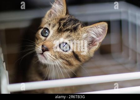 Verängstigte und überraschte Katze, die mit offenen Augen aufblickt. Die Hauskatze guckt um die Ecke. Nahaufnahme. Stockfoto