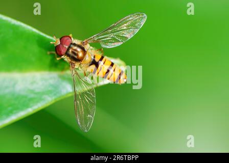 Makro eines Hoverfly auf einem grünen Blatt Stockfoto