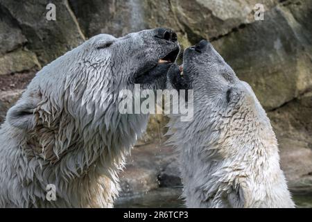 Zwei Eisbären (Ursus maritimus), die sich an einem heißen Sommertag im Wasser des Pools im Zoo herumtreiben Stockfoto