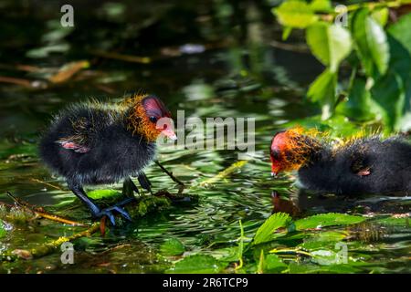 Eurasische Mücke/Gemeine Mücke (Fulica atra) zwei Küken, die sich im Frühjahr im Sumpf/Sumpf ausruhen Stockfoto