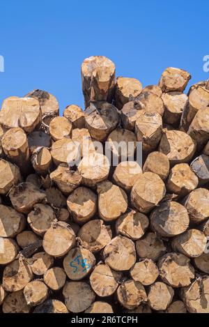 Entwaldung durch Holzeinschlagsunternehmen, bei der riesige Holzstapel von Baumstämmen in Nadelholzwäldern, Vlessart, belgische Ardennen, Belgien, zu sehen sind Stockfoto