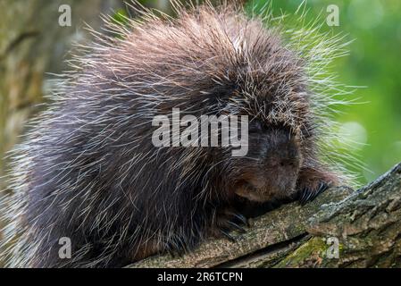 Nordamerikanisches Stachelschwein/kanadisches Stachelschwein (Erethizon dorsatum) in einem Baum, nordamerikanisch heimisch Stockfoto