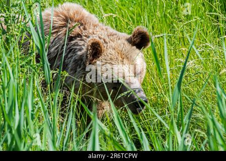 Der Europäische Braunbär (Ursus arctos) als Futtersucher im Grasland im Sommer Stockfoto