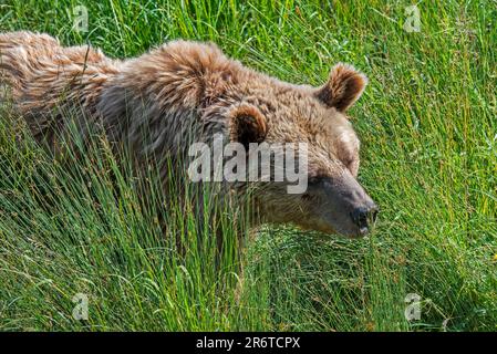 Der Europäische Braunbär (Ursus arctos) als Futtersucher im Grasland im Sommer Stockfoto