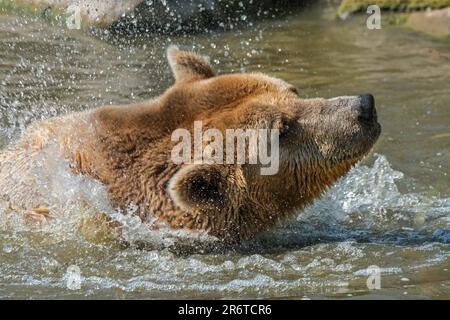 Nahaufnahme eines badenden europäischen Braunbären (Ursus arctos), der den Kopf im Teich trocken schüttelt Stockfoto