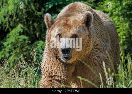 Der Europäische Braunbär (Ursus arctos), der im Sommer im Grünland am Waldrand forstet Stockfoto