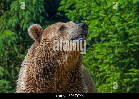 Europäischer Braunbär (Ursus arctos) verlässt Kiefernwald, um im Sommer im Grünland zu forschen Stockfoto