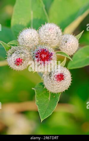 Woolly Burdock (Arctium tomentosum), Nordrhein-Westfalen, Deutschland, Hairy Burdock, Downy Burdock, Baumwoll-Burdock Stockfoto